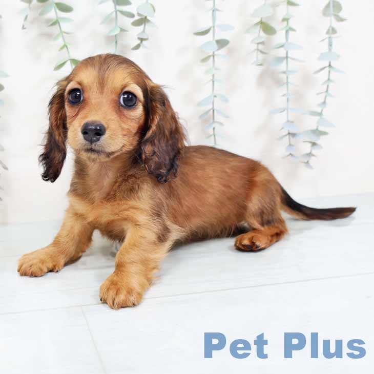 ミニチュア・ダックスフンドの写真2