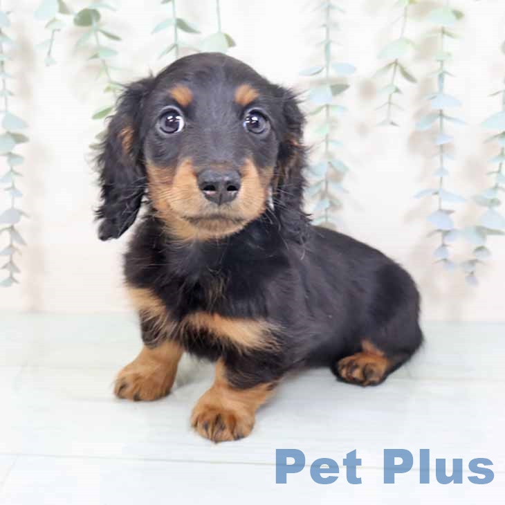 ミニチュア・ダックスフンド