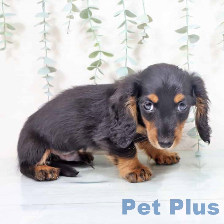 ミニチュア・ダックスフンド