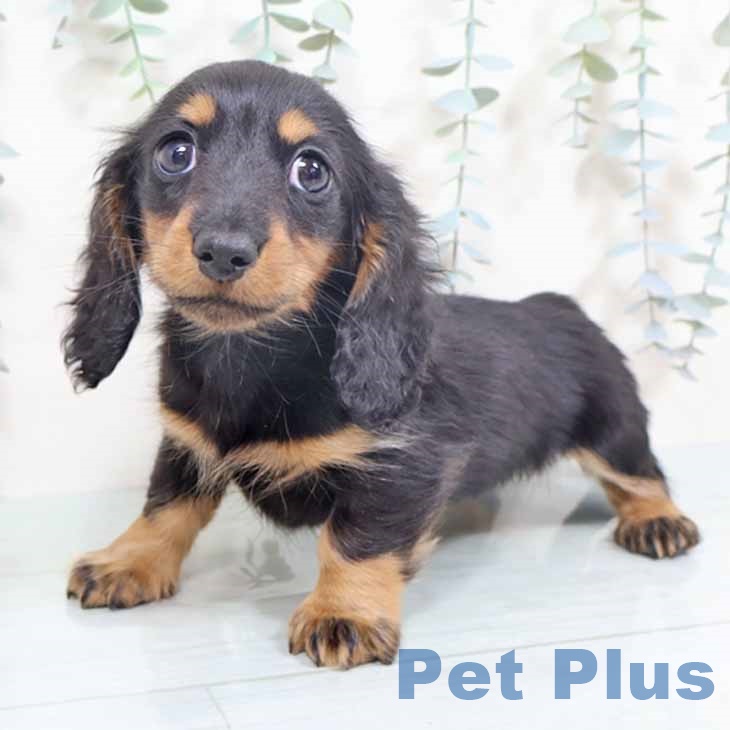 ミニチュア・ダックスフンド