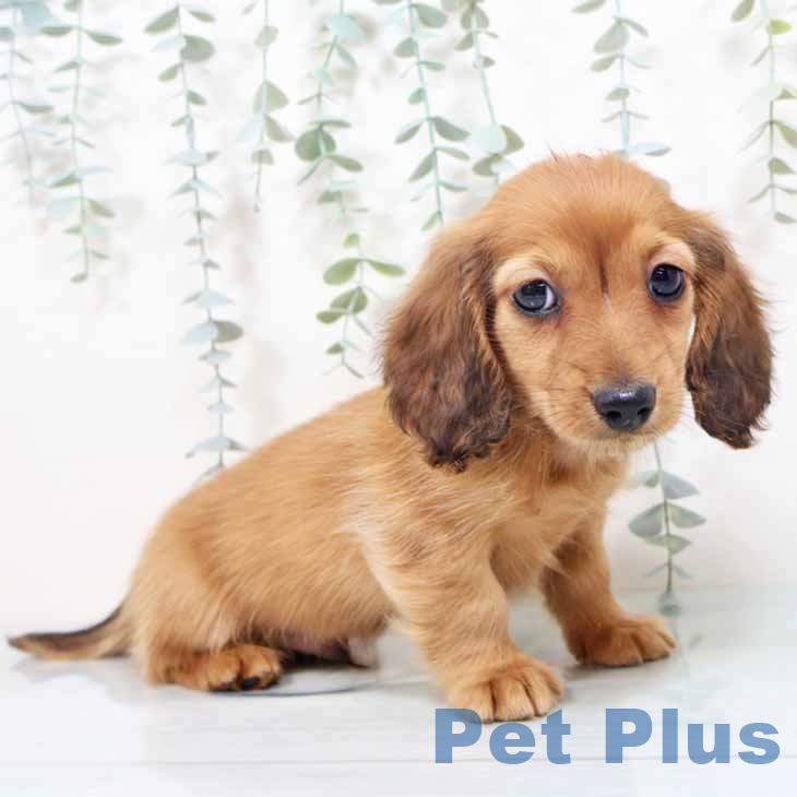 ミニチュア・ダックスフンド