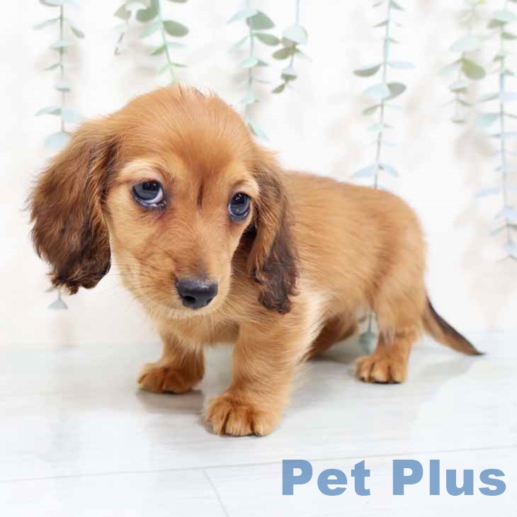 ミニチュア・ダックスフンド