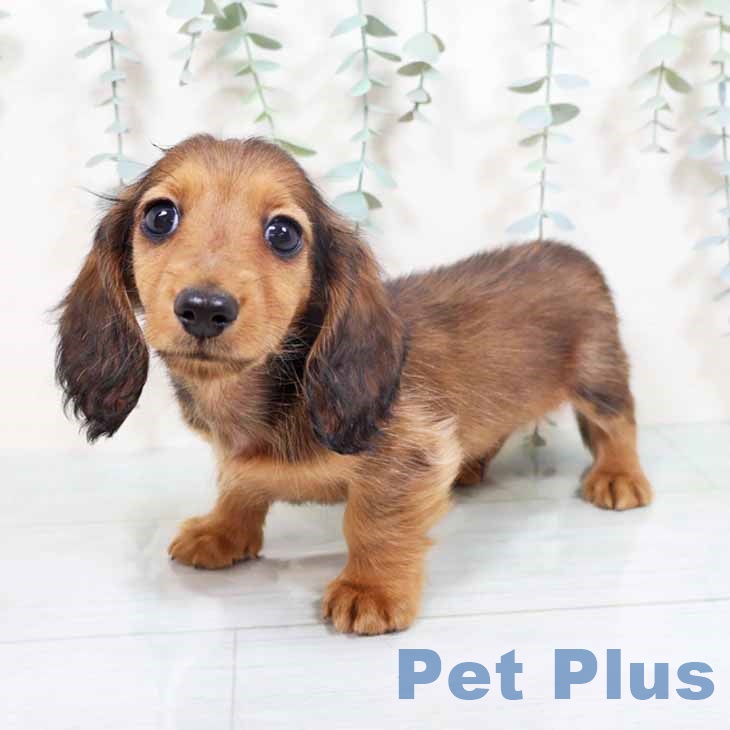 ミニチュア・ダックスフンド