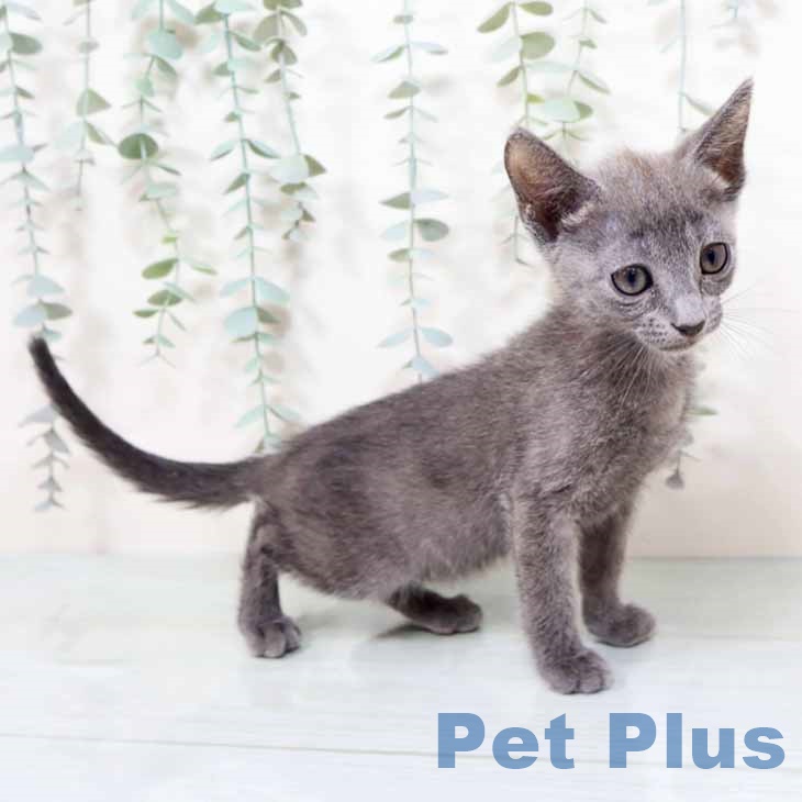 ロシアンブルー