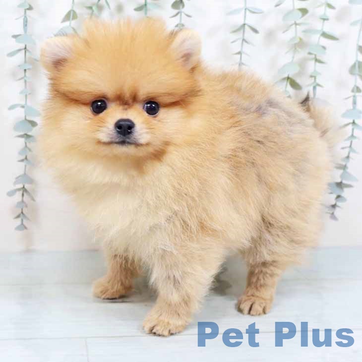 ポメラニアンの写真2