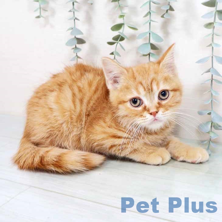 スコティッシュフォールド