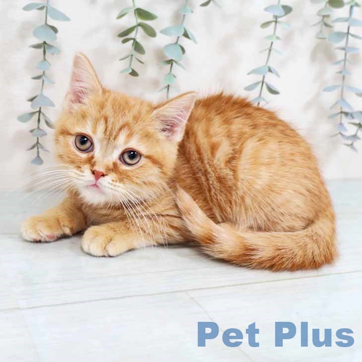 スコティッシュフォールドの写真2