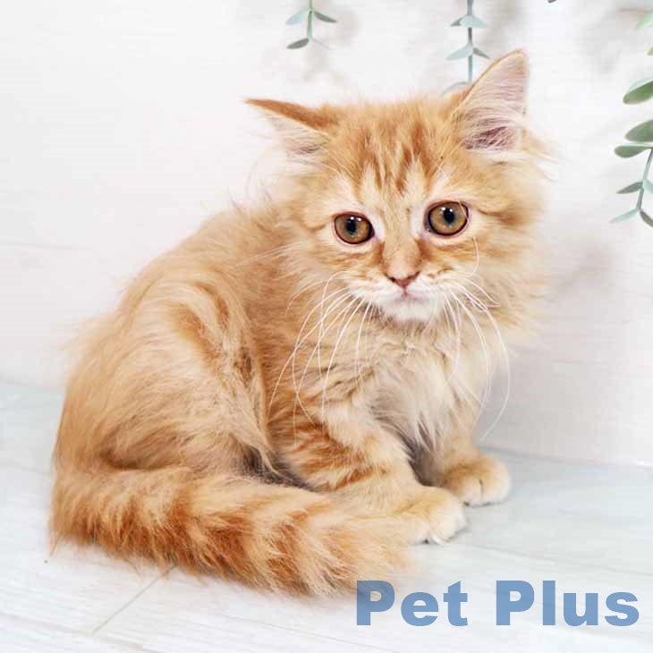 スコティッシュフォールド