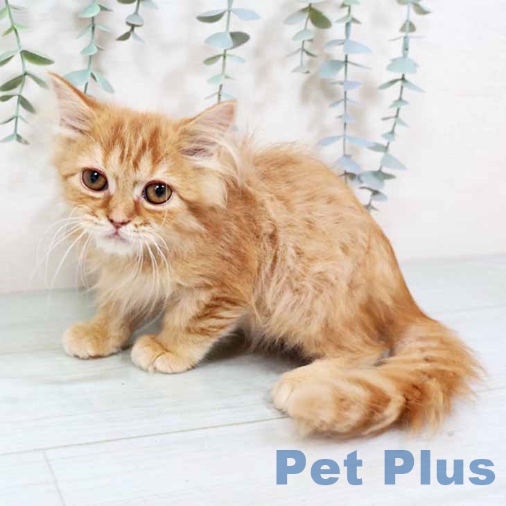 スコティッシュフォールド