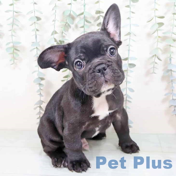 フレンチ・ブルドッグ