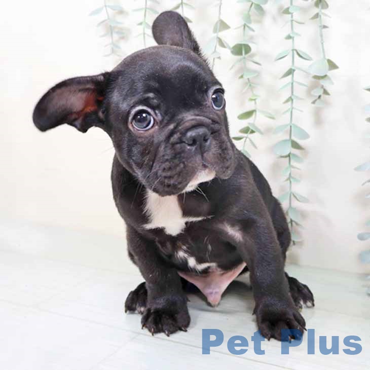 フレンチ・ブルドッグの写真2