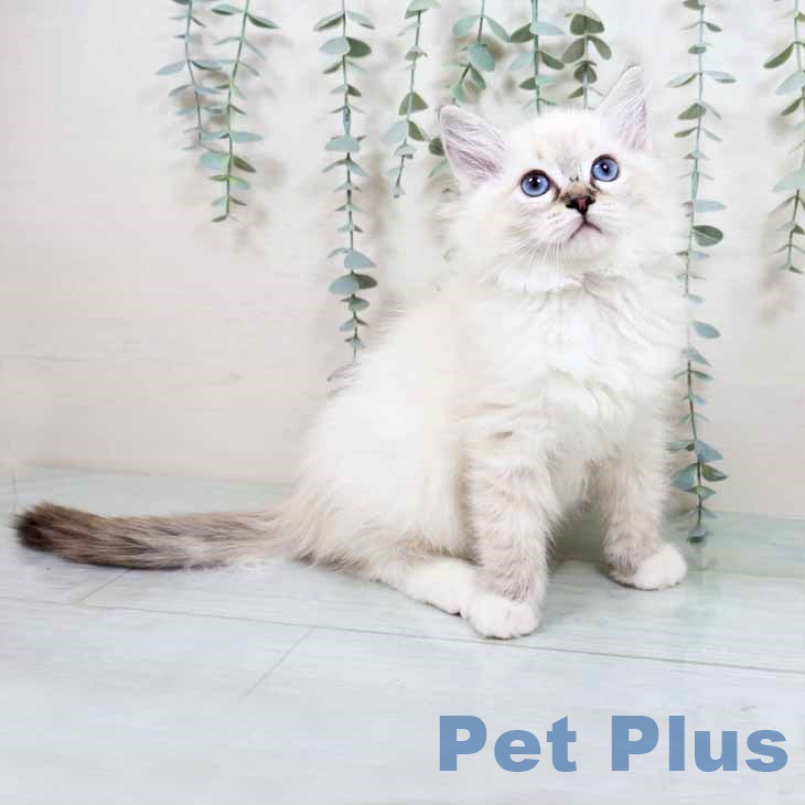 ラグドールの写真2