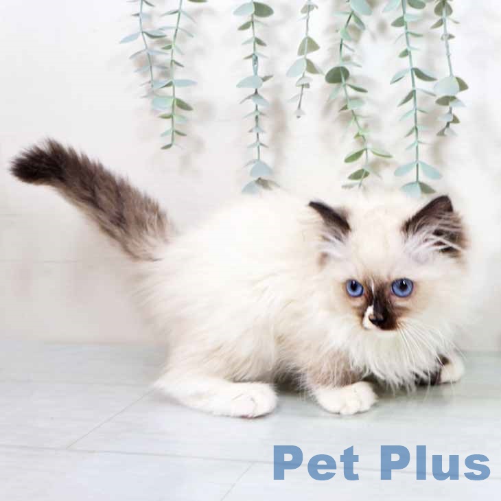 ラグドールの写真2