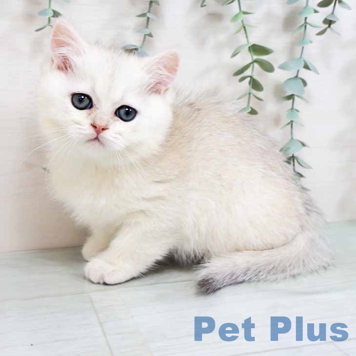 ブリティッシュショートヘア