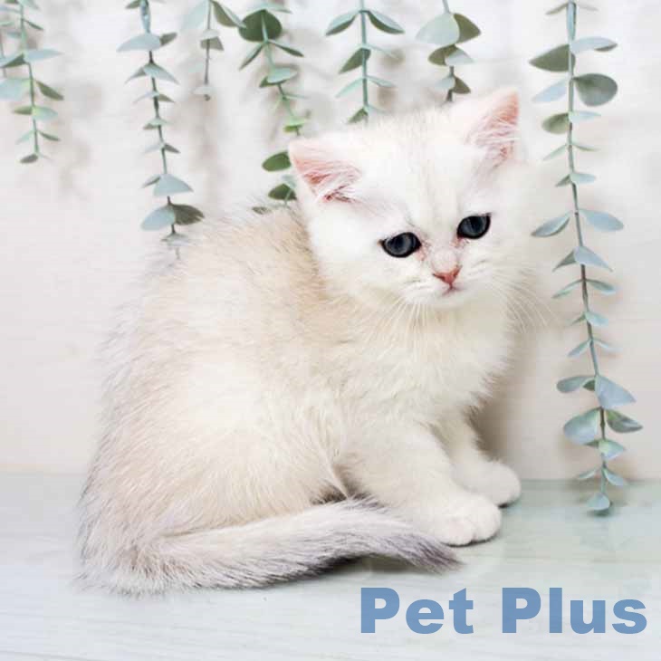 ブリティッシュショートヘア