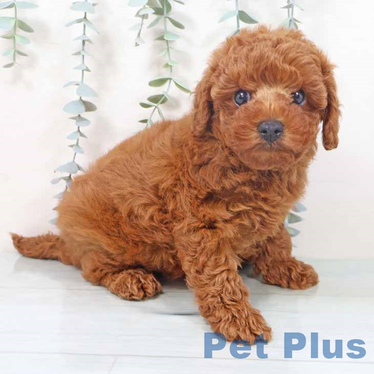 トイ・プードル