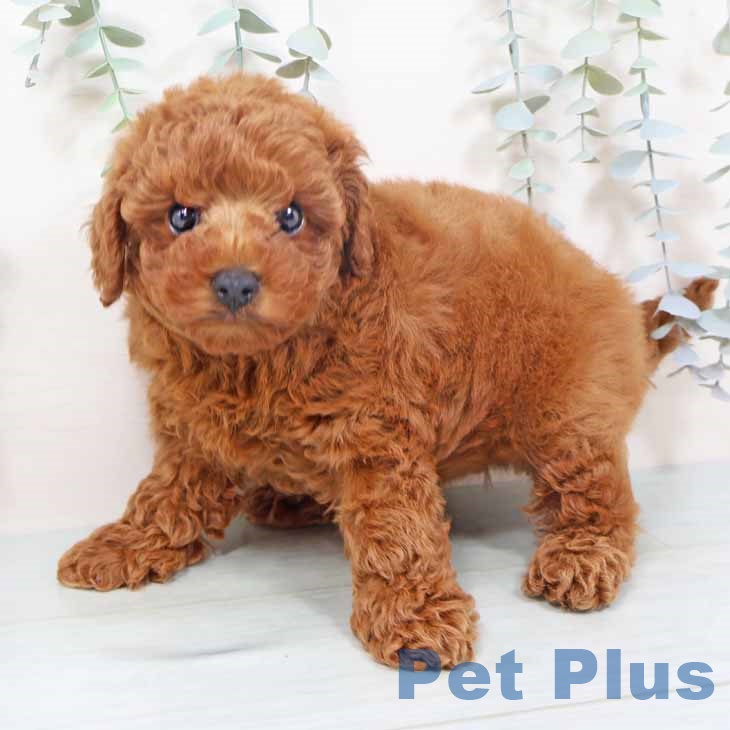 トイ・プードルの写真2