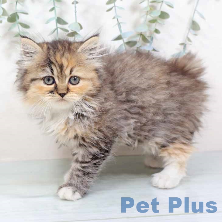 ミヌエットの写真2