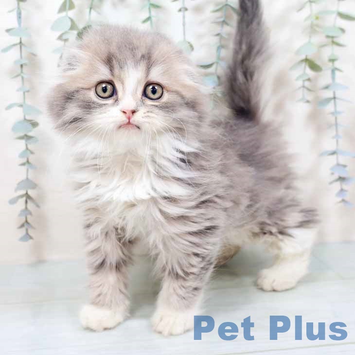 スコティッシュフォールド