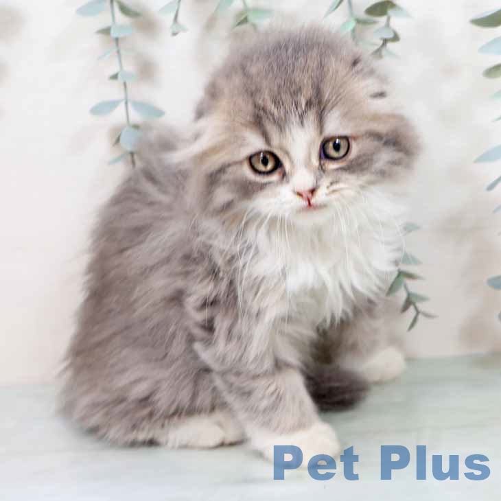 スコティッシュフォールドの写真2