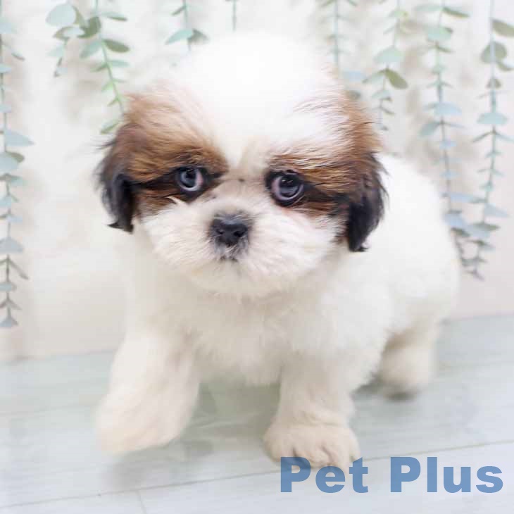 シー・ズーの写真2