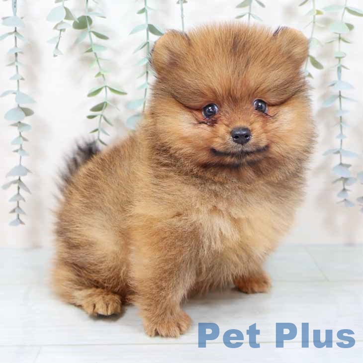 ポメラニアンの写真2