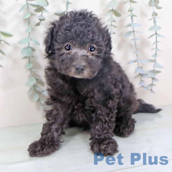 トイ・プードル