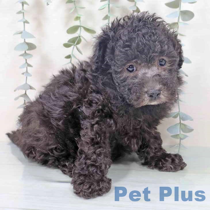 トイ・プードル