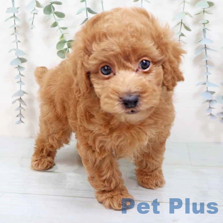 トイ・プードル