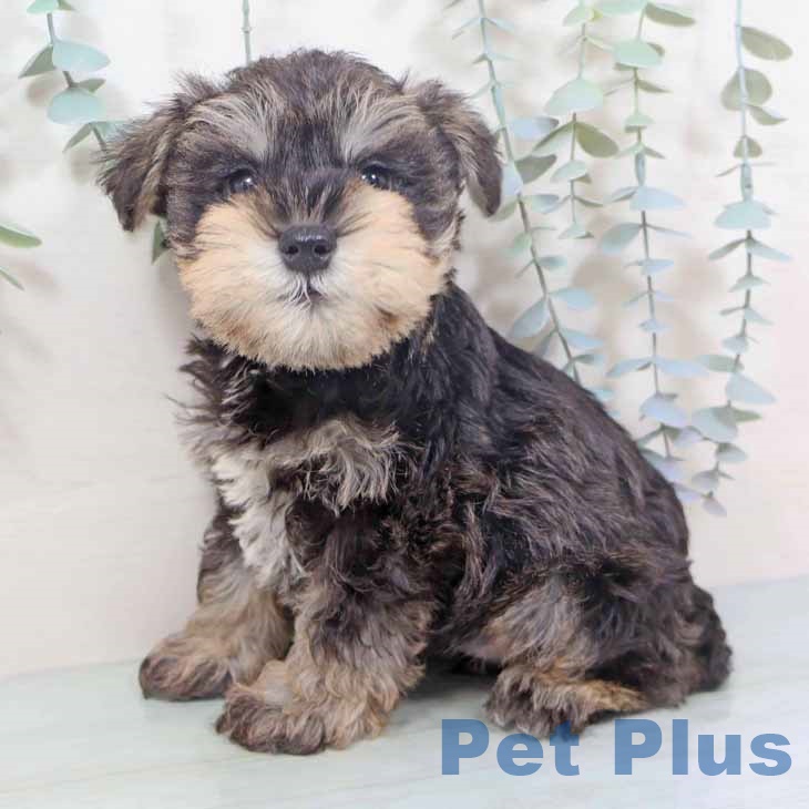 ミニチュア・シュナウザー