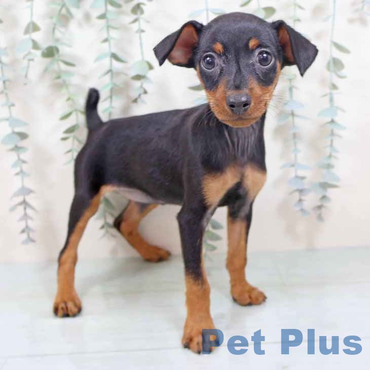 ミニチュア・ピンシャー