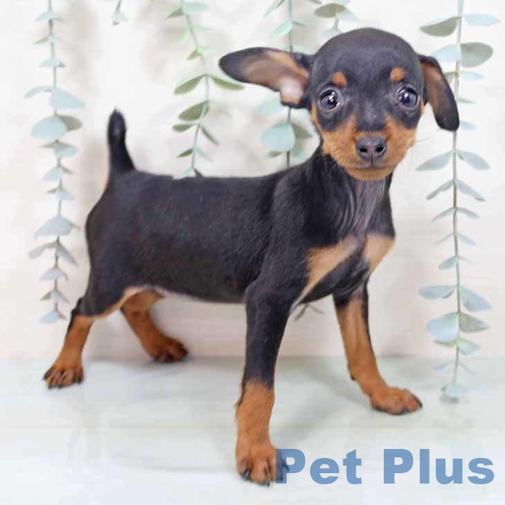 ミニチュア・ピンシャー