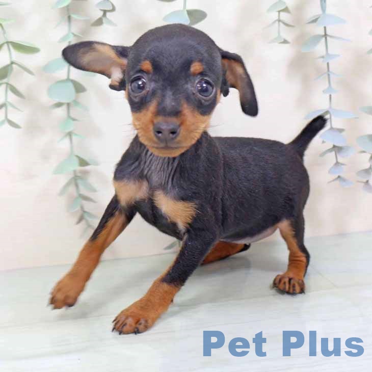 ミニチュア・ピンシャーの写真2