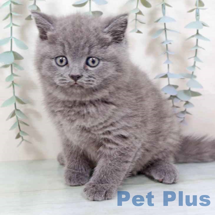 ブリティッシュショートヘア