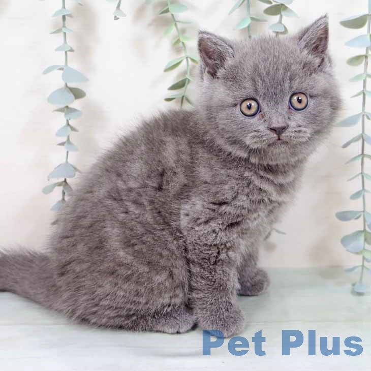 ブリティッシュショートヘア