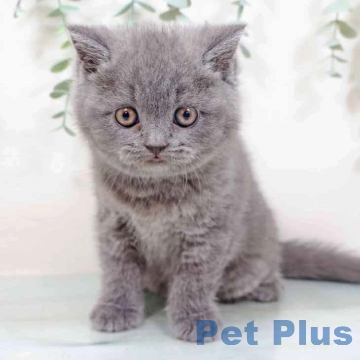 ブリティッシュショートヘアの写真2