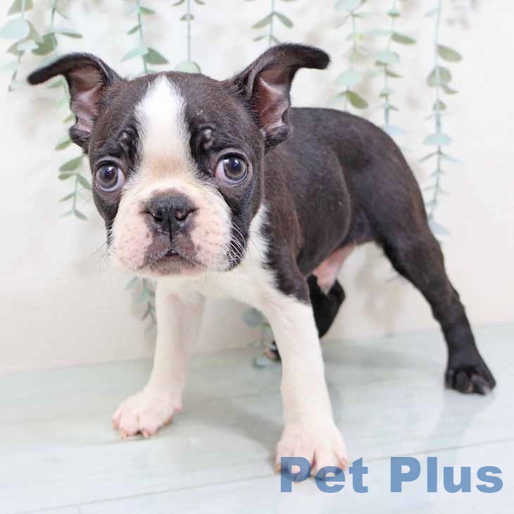 ボストン・テリア