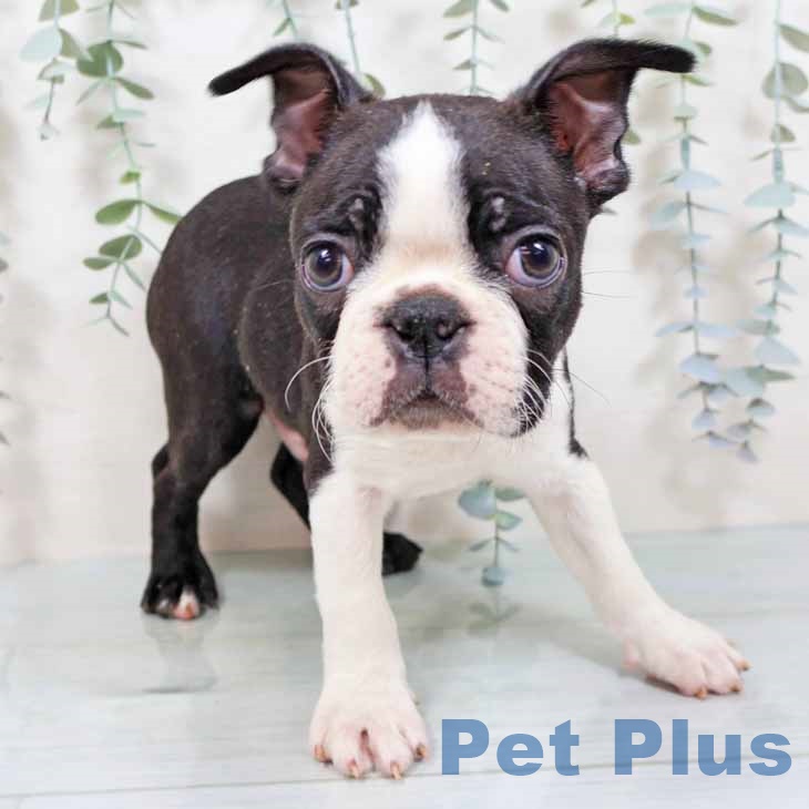 ボストン・テリア