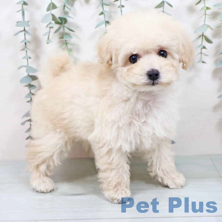 トイ・プードル