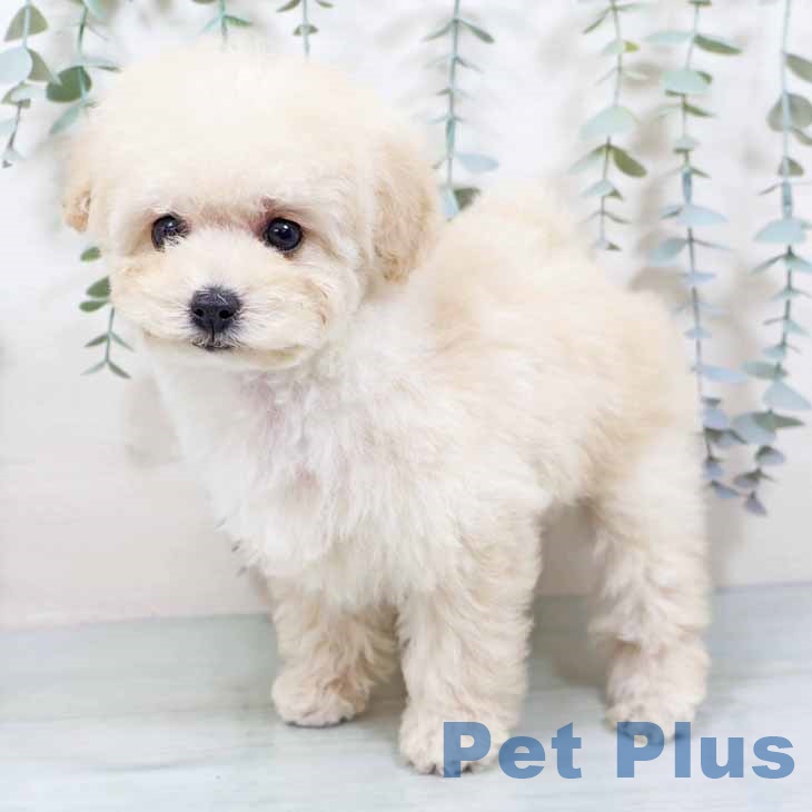 トイ・プードル