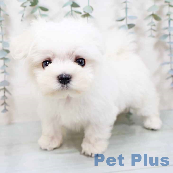 マルチーズの写真2