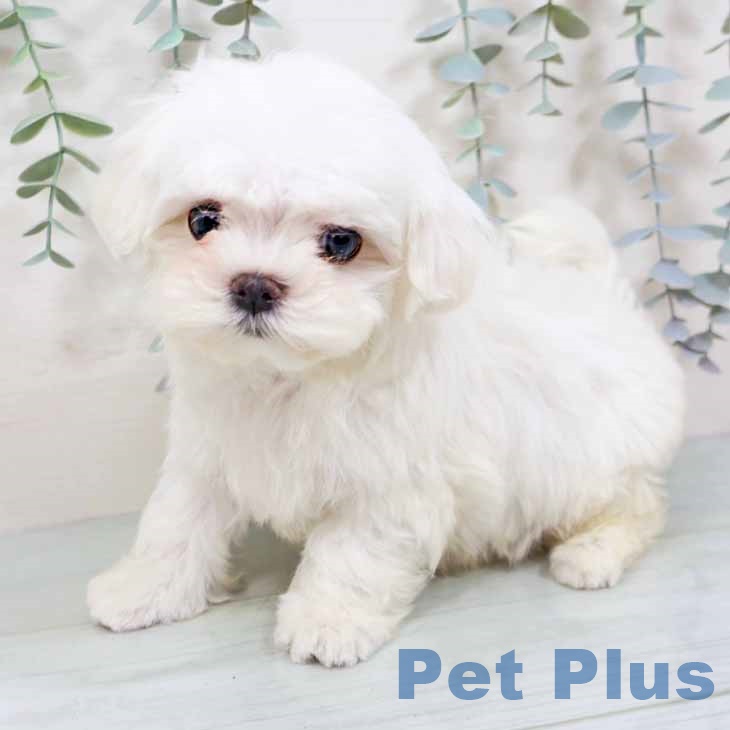 マルチーズの写真2