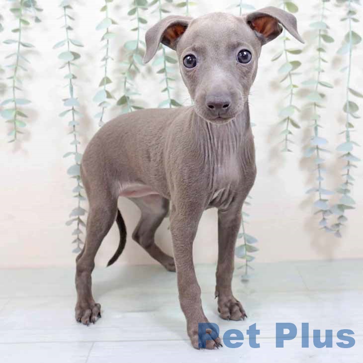 イタリアン・グレーハウンド