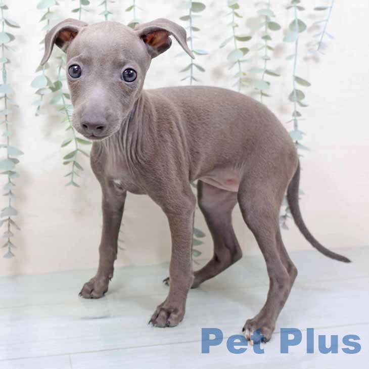 イタリアン・グレーハウンド