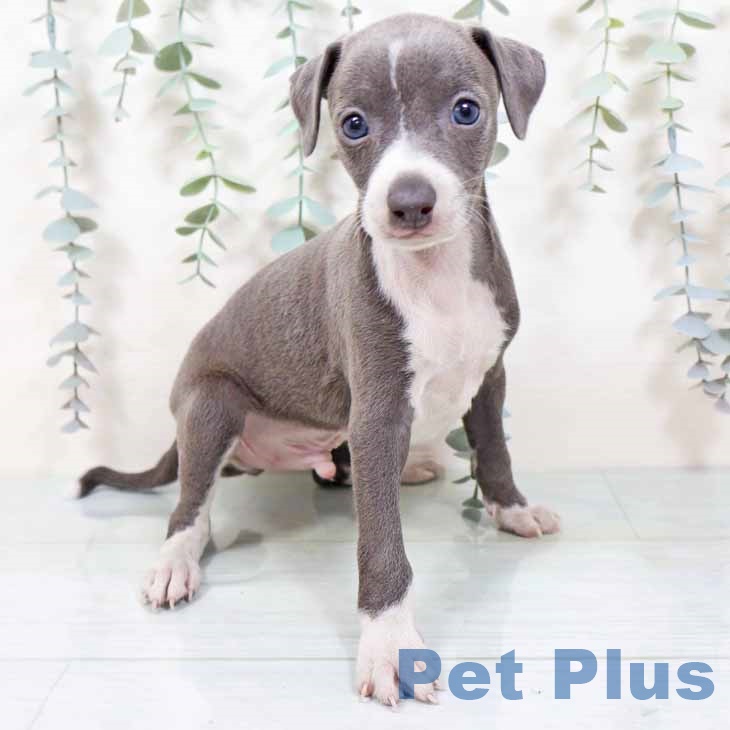 イタリアン・グレーハウンド