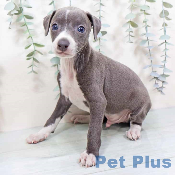 イタリアン・グレーハウンドの写真2