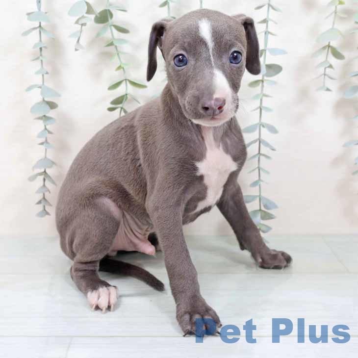 イタリアン・グレーハウンド