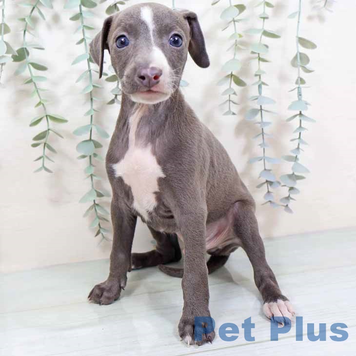 イタリアン・グレーハウンドの写真2