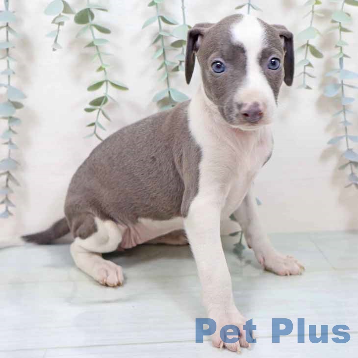 イタリアン・グレーハウンドの写真2