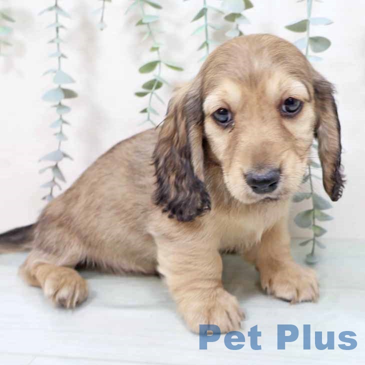 ミニチュア・ダックスフンド